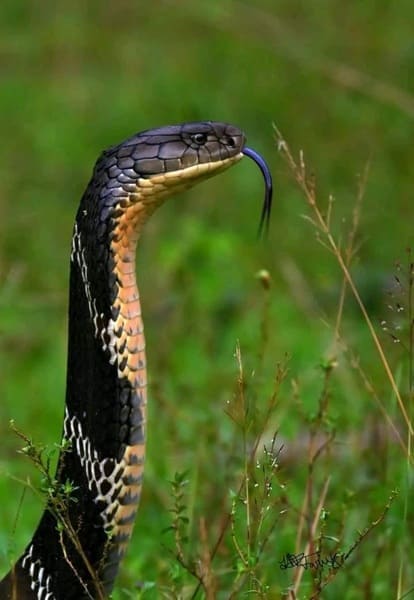 শঙ্খচূড় - King Cobra