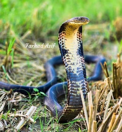 শঙ্খচূড় ছবি 2