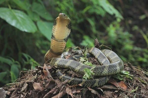 শঙ্খচূড় ছবি 3
