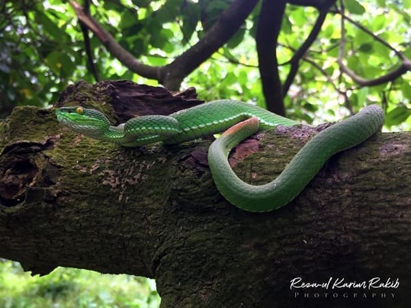 দাগি লেজা সবুজ বোড়া - Spot-tailed Pit Viper