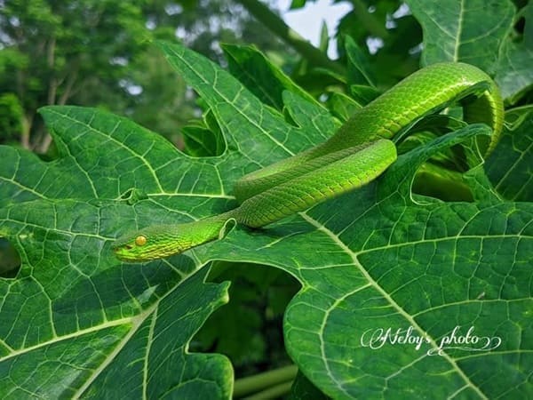 দাগি লেজা সবুজ বোড়া ছবি 2