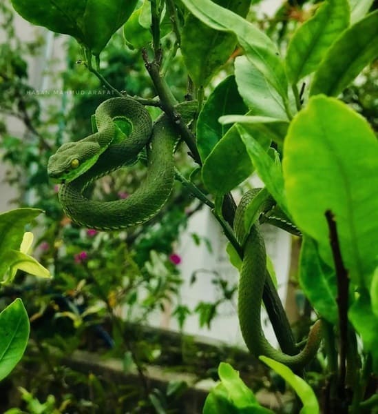 দাগি লেজা সবুজ বোড়া ছবি 3