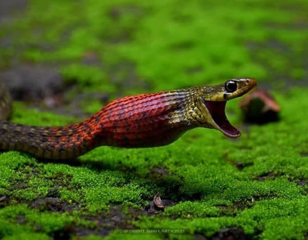 লাল-ঘাড় ঢোড়া (বিষধর+বিষাক্ত) ছবি 2