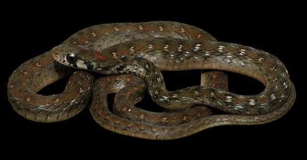 বিন্দি কিলব্যাক ছবি 2