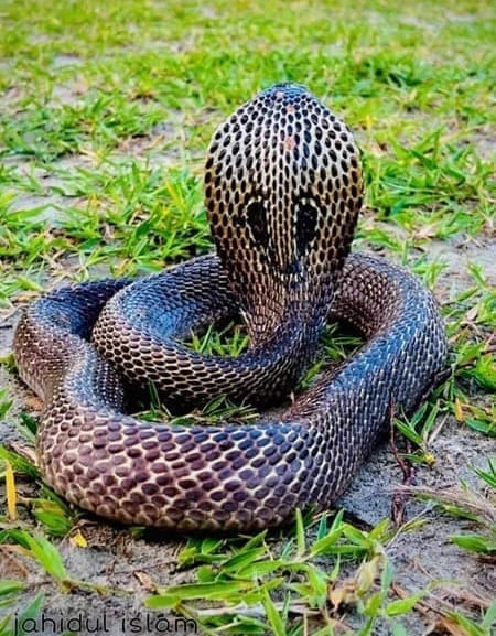 খৈয়া গোখরা - Spectacled Cobra