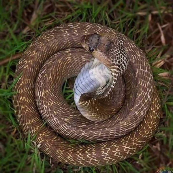 খৈয়া গোখরা ছবি 2