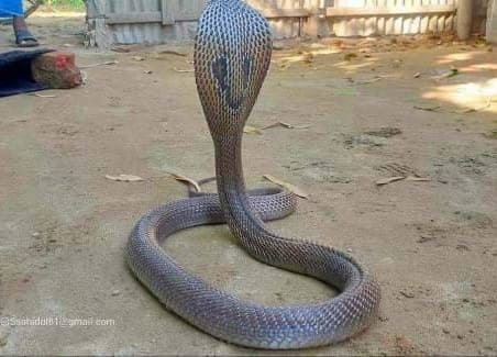 খৈয়া গোখরা ছবি 3
