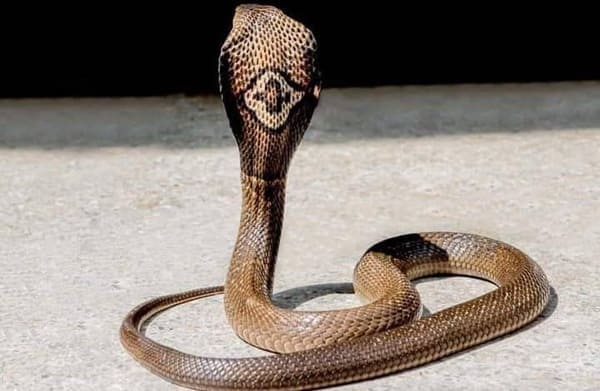 পদ্ম গোখরা - Monocled Cobra