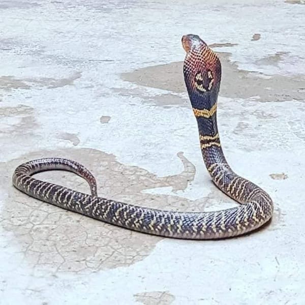 পদ্ম গোখরা ছবি 2