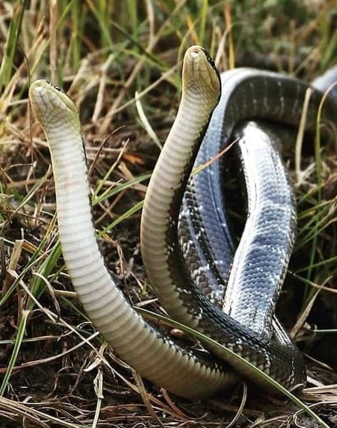 পাতি কালাচ - Common Krait