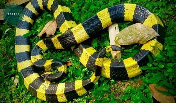শঙ্খিনী/শাঁখামুটি - Banded krait