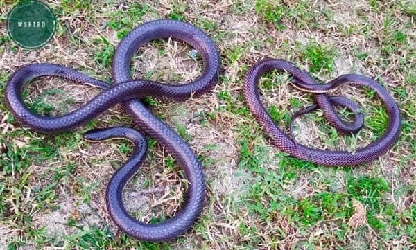 ছোট কৃষ্ণকালাচ ছবি 2