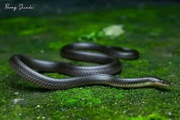 ছোট কৃষ্ণকালাচ ছবি 3