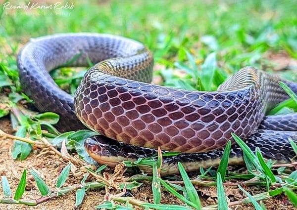 বড় কৃষ্ণকালাচ ছবি 2