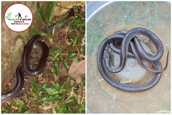 বড় কৃষ্ণকালাচ ছবি 3