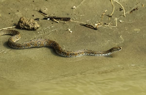 চন্দ্রবোড়া - Russell's Viper