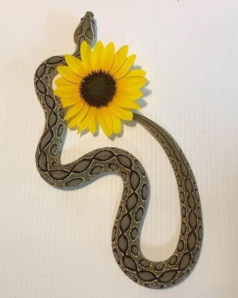 চন্দ্রবোড়া ছবি 2