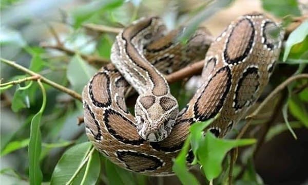 চন্দ্রবোড়া ছবি 3