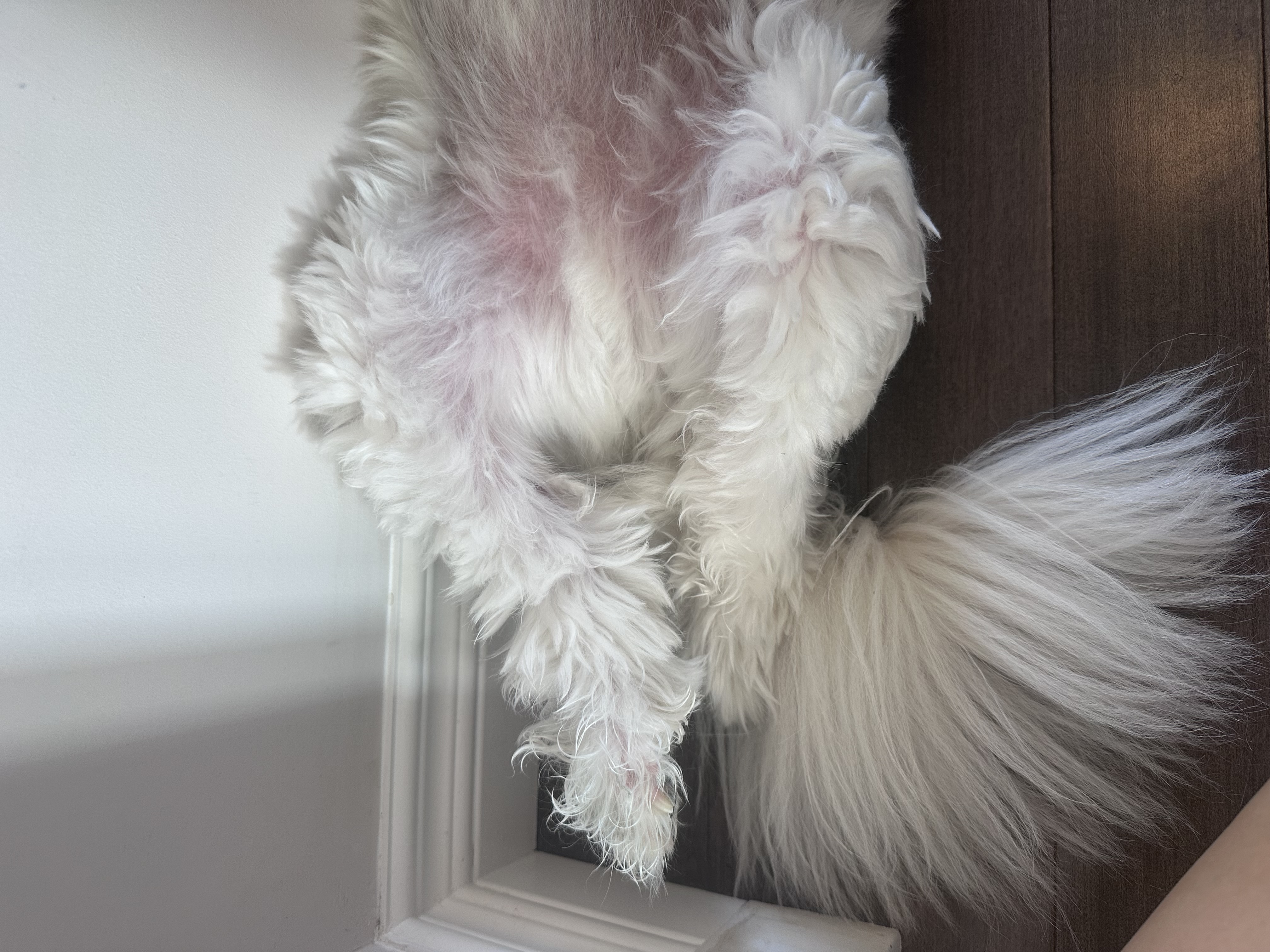 He’s a polite sleeper legs always crossed