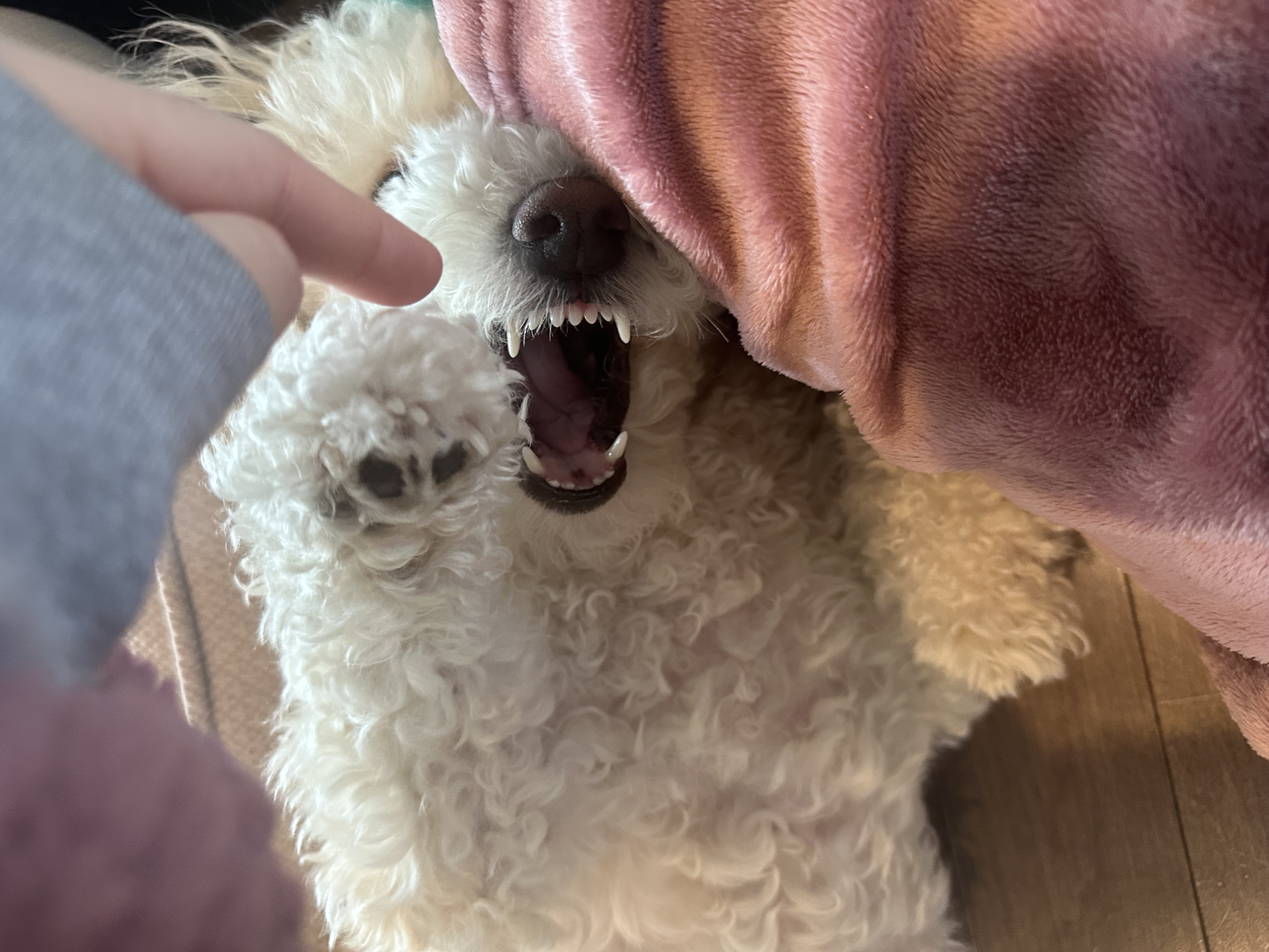 Vampy mampy