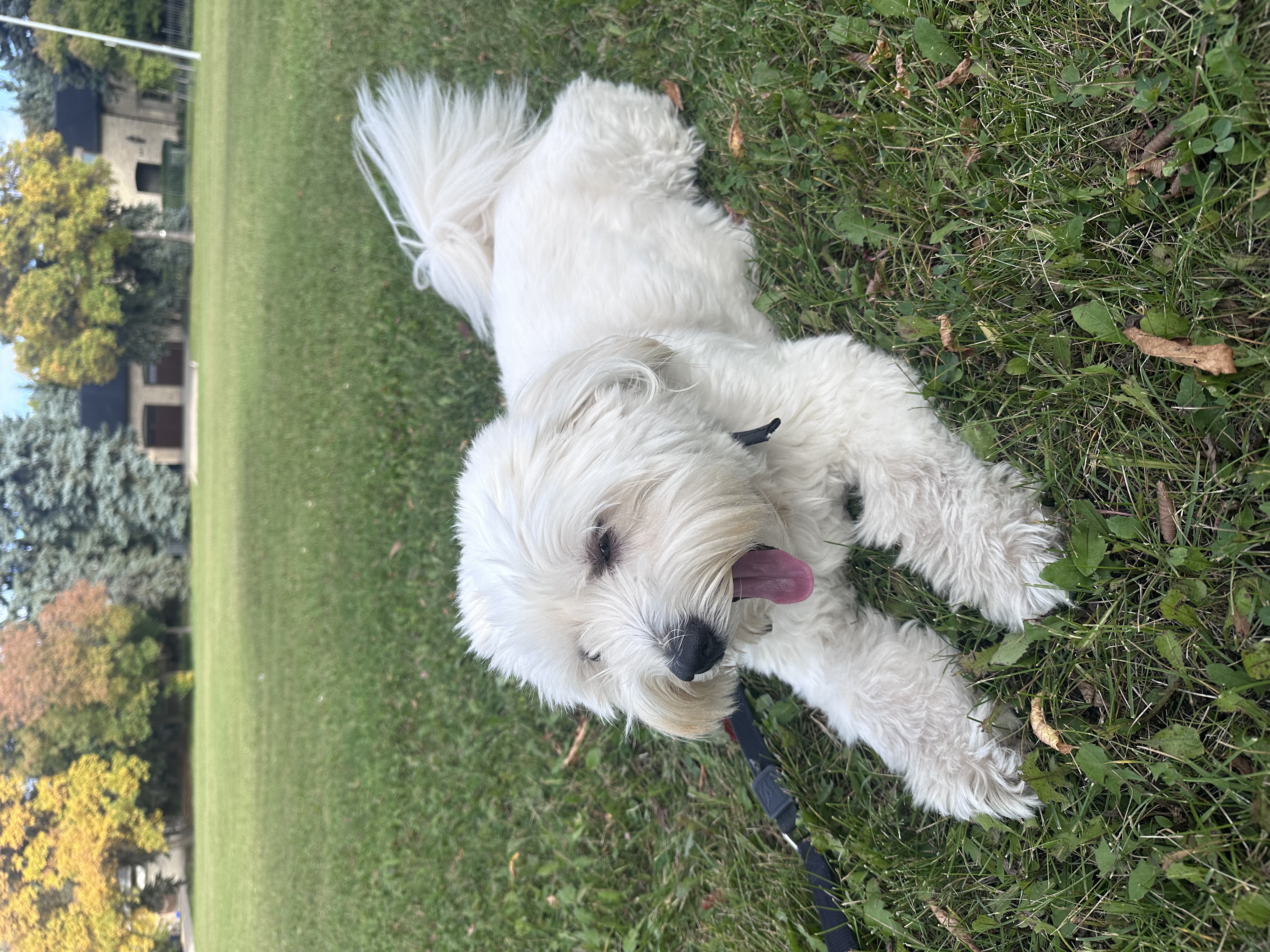 Pose#2 i call it the semi yawn