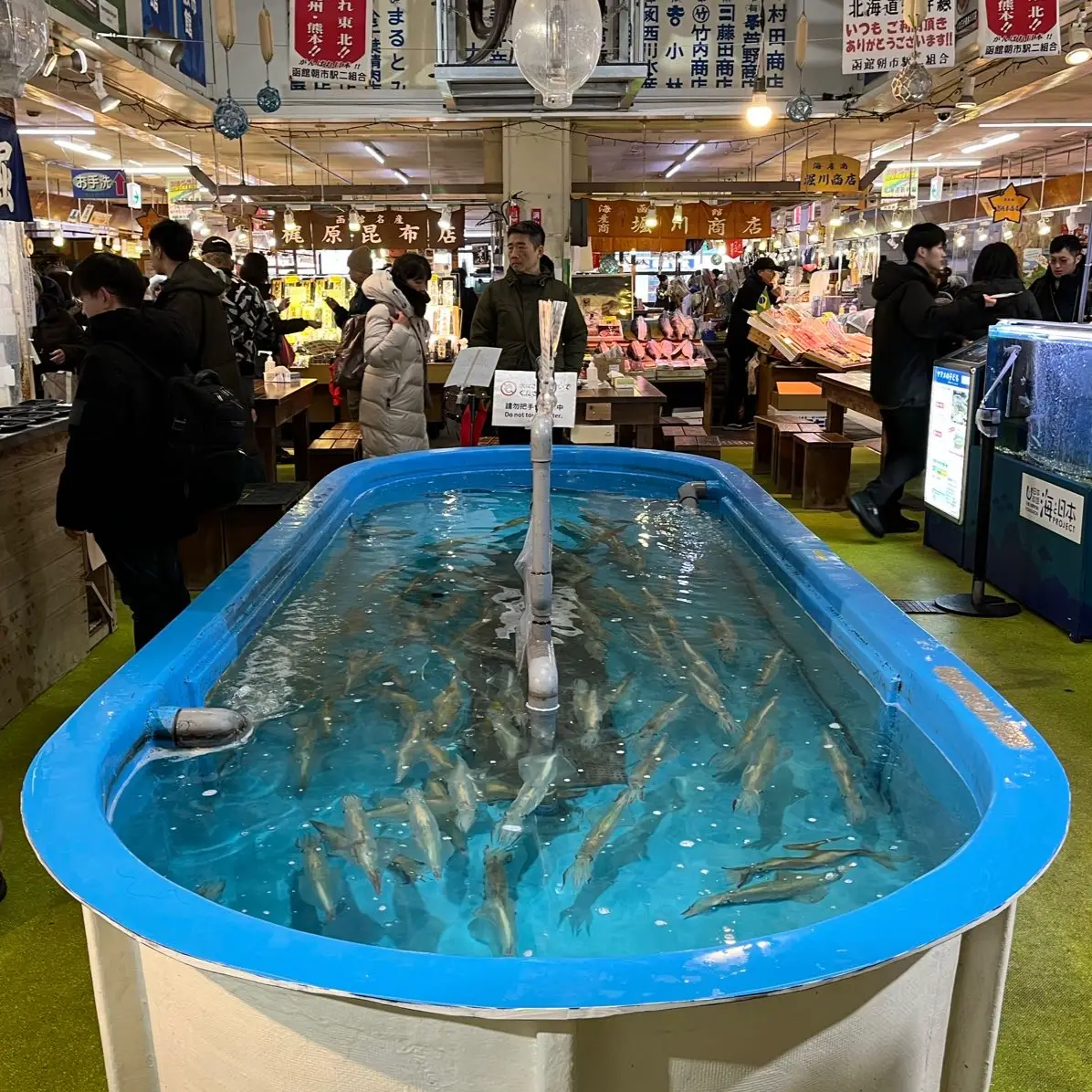 Hakodate Morning Market - Squid fishing was a popular attraction with touris…