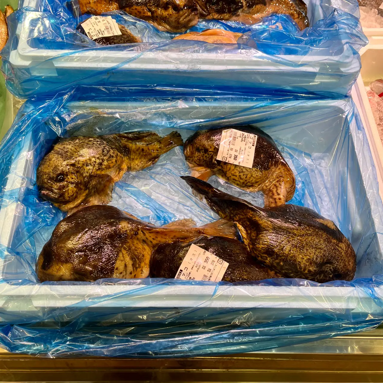 Hakodate Seafood Market - These were the strangest fish I have ever seen. Do…