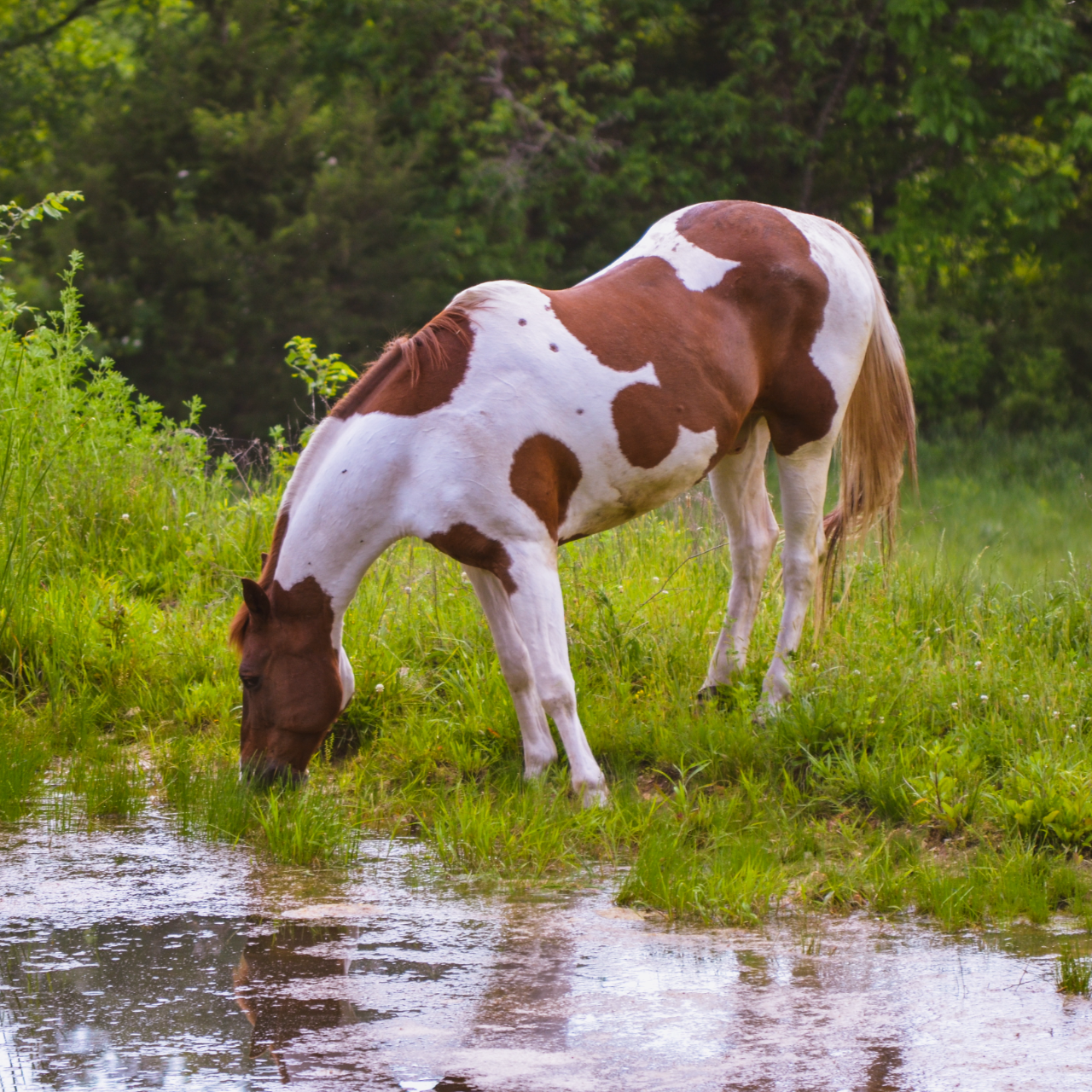 Photo from question : Show us why you love rural Missouri!