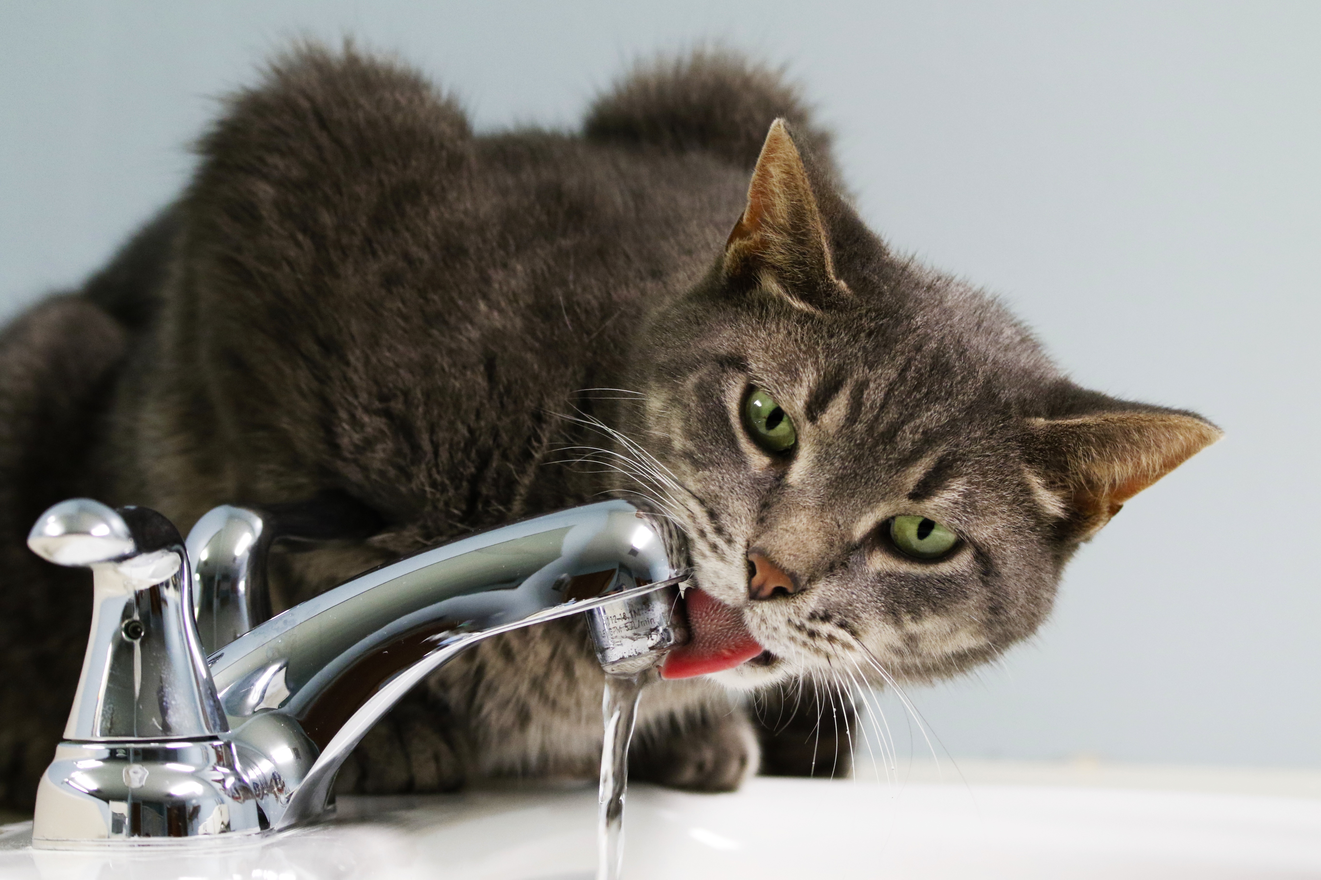 Fontes de Água para Gatos: O Segredo para Evitar Problemas Renais