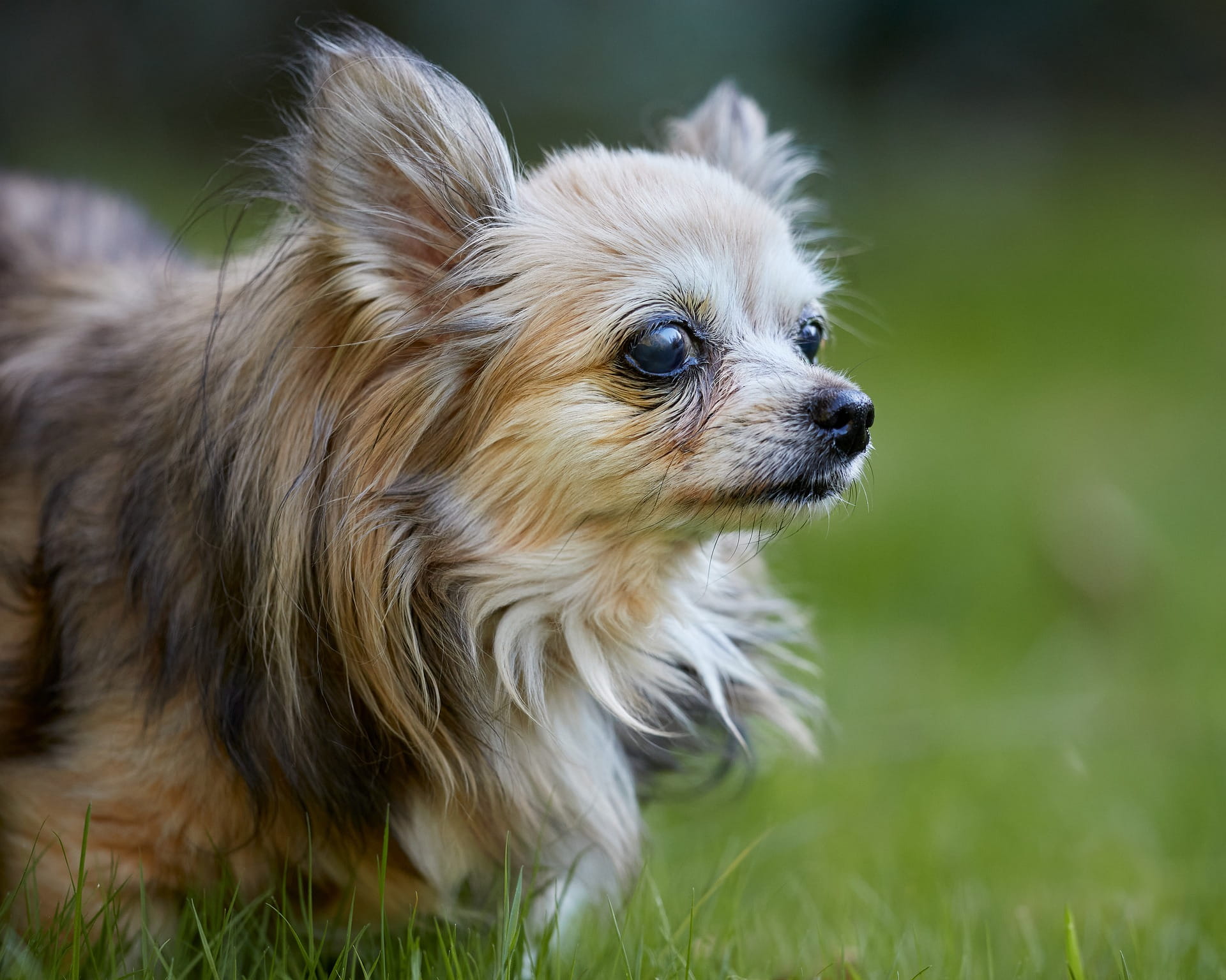 Catarata em Cães Idosos: Sinais de Alerta e Tratamento