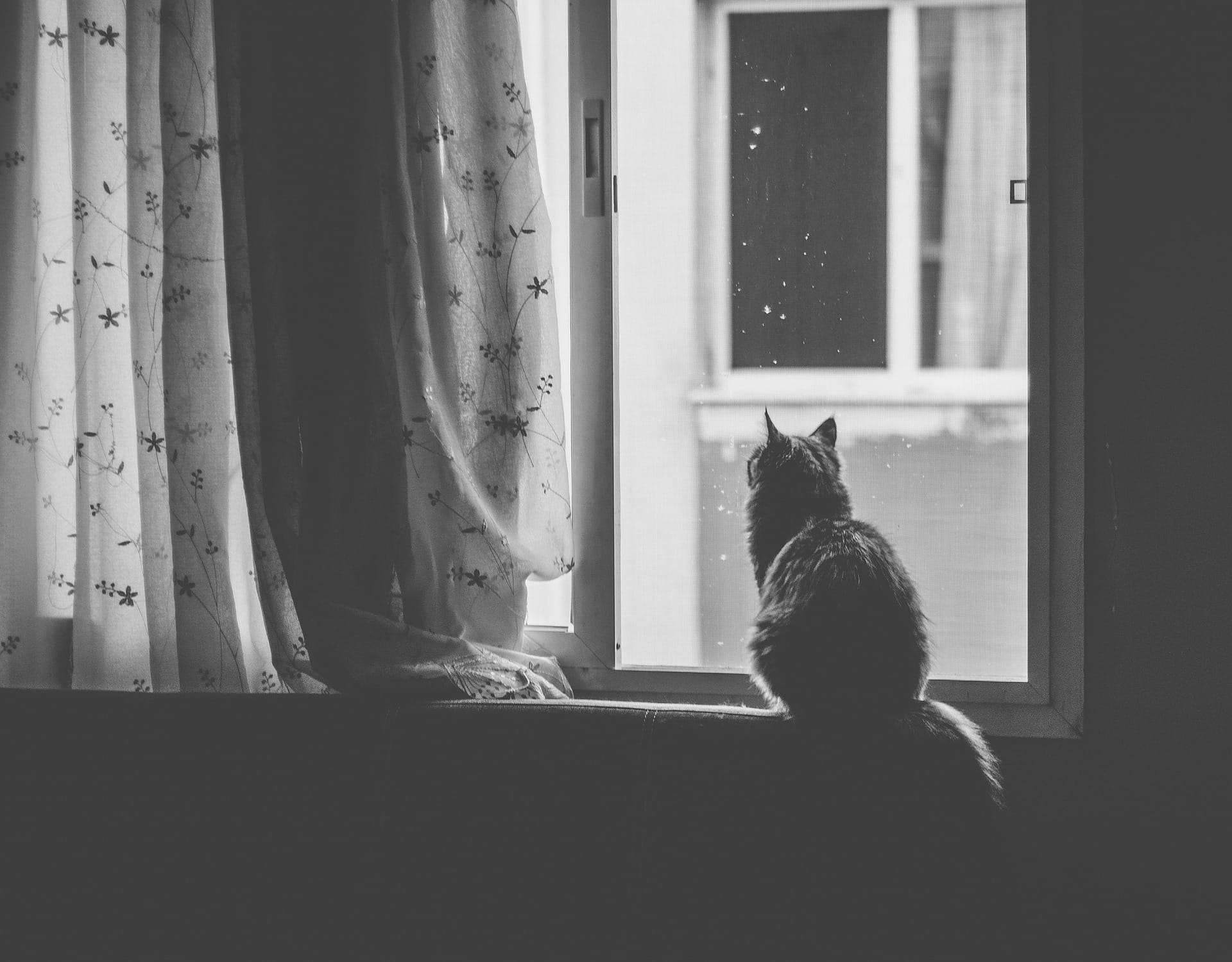 Telas nas Janelas: A Única Forma de Prevenir a Síndrome do Gato Voador