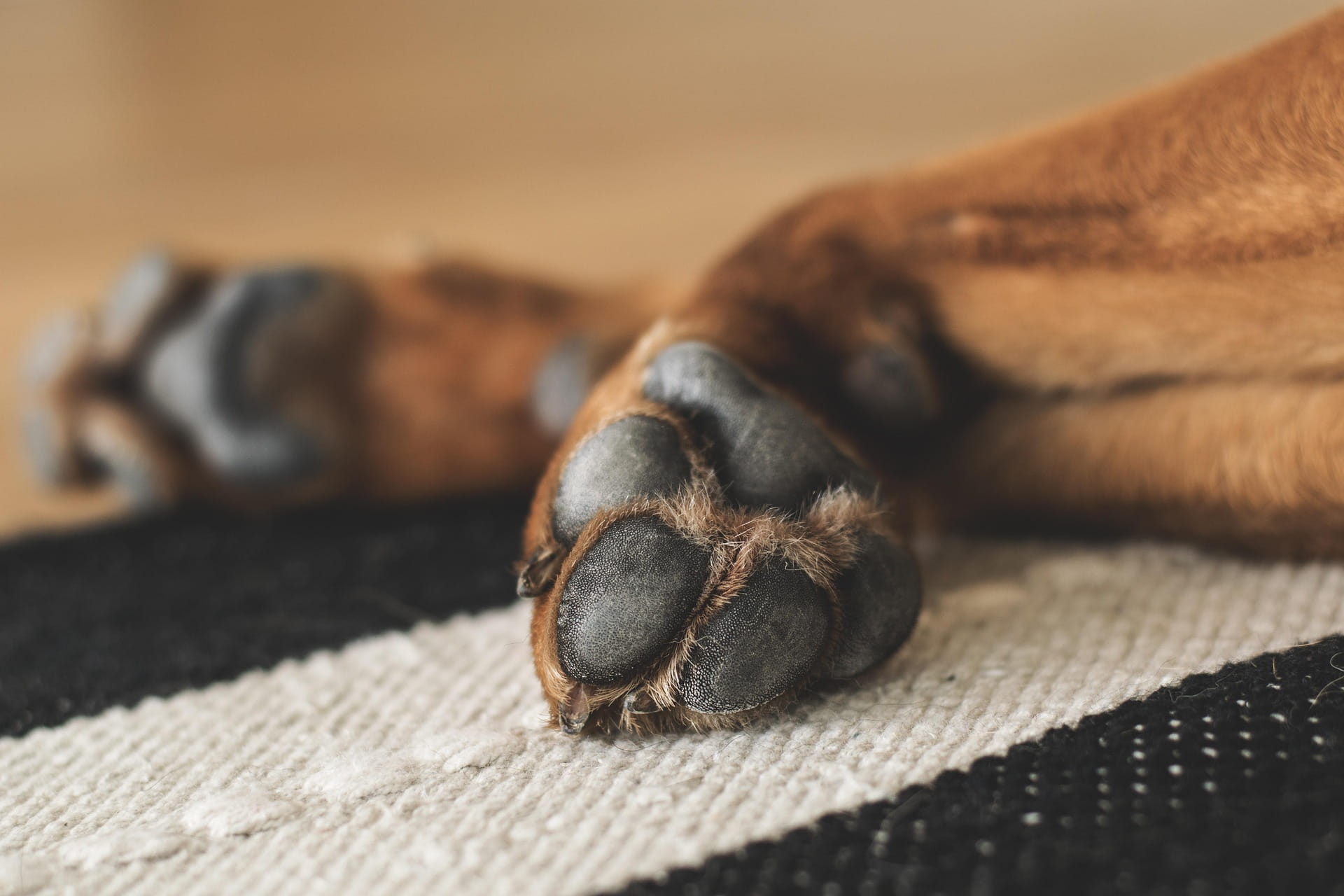 Asfalto Quente e Queimaduras: Proteja as Patinhas do Seu Cão no Verão