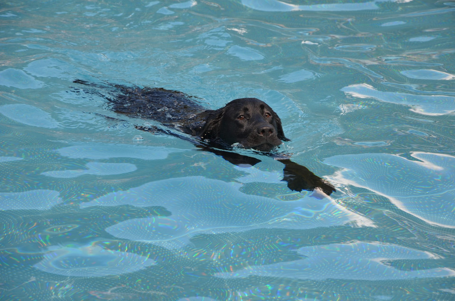 Segurança na Piscina: Como Evitar Afogamentos de Pets no Verão