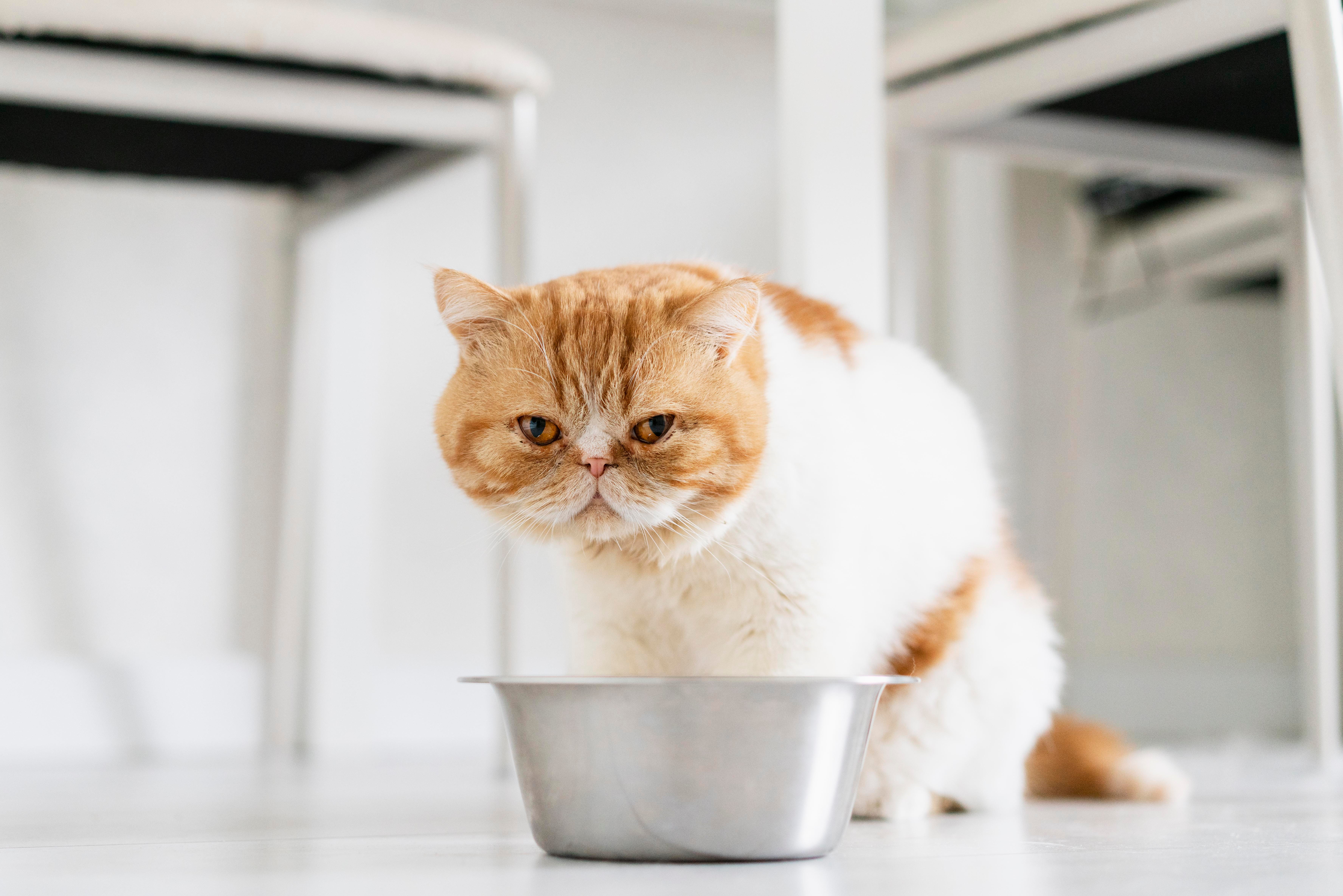 Os Perigos Silenciosos da Obesidade Felina: Como Proteger Seu Gato