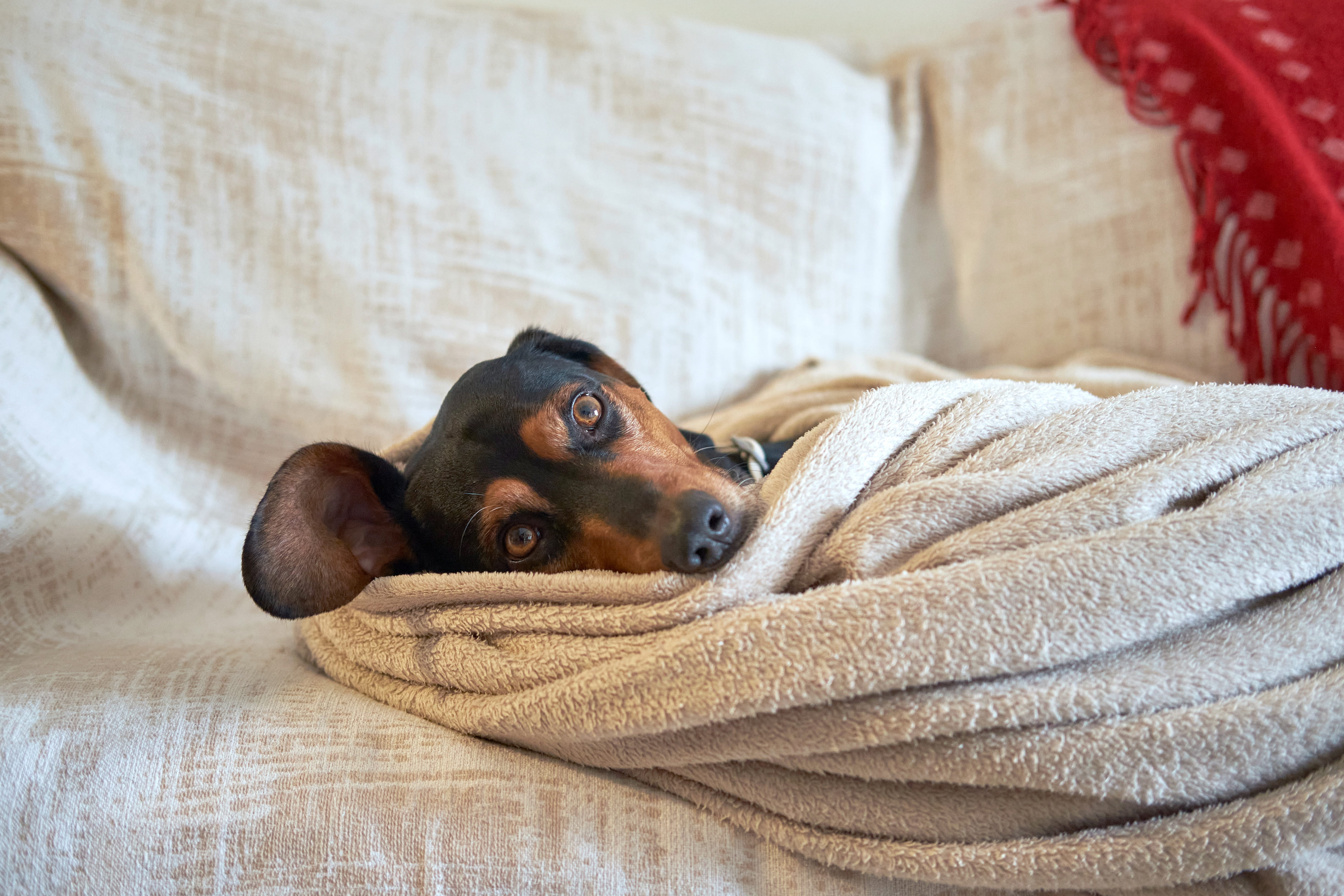 Pets no Inverno: Como Proteger Cães e Gatos do Frio Intenso