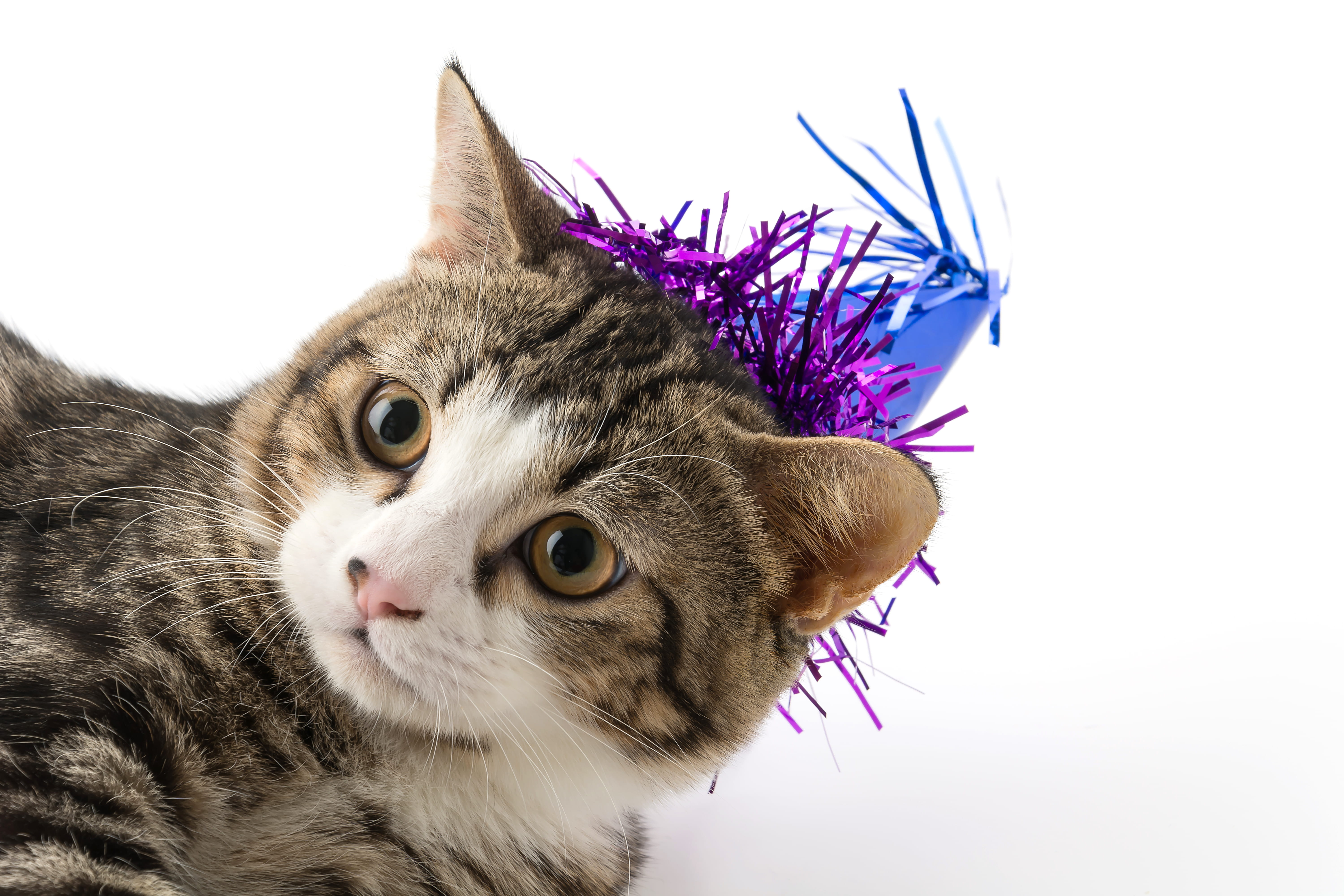 Gato Fazendo Xixi Fora da Caixa? Descubra as Causas e Como Resolver