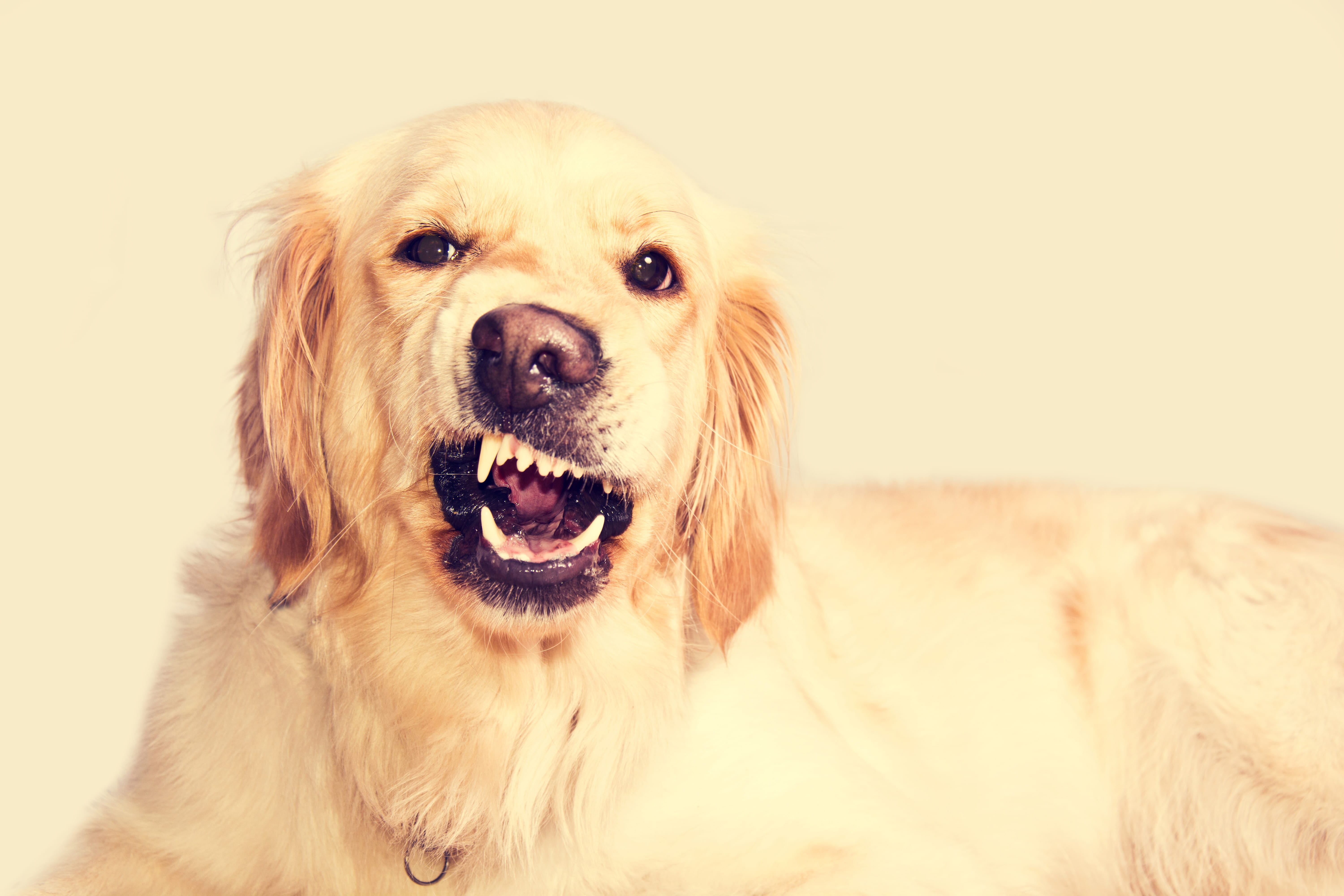 Guarda de Recursos: O Que Fazer Quando o Cão Protege a Comida