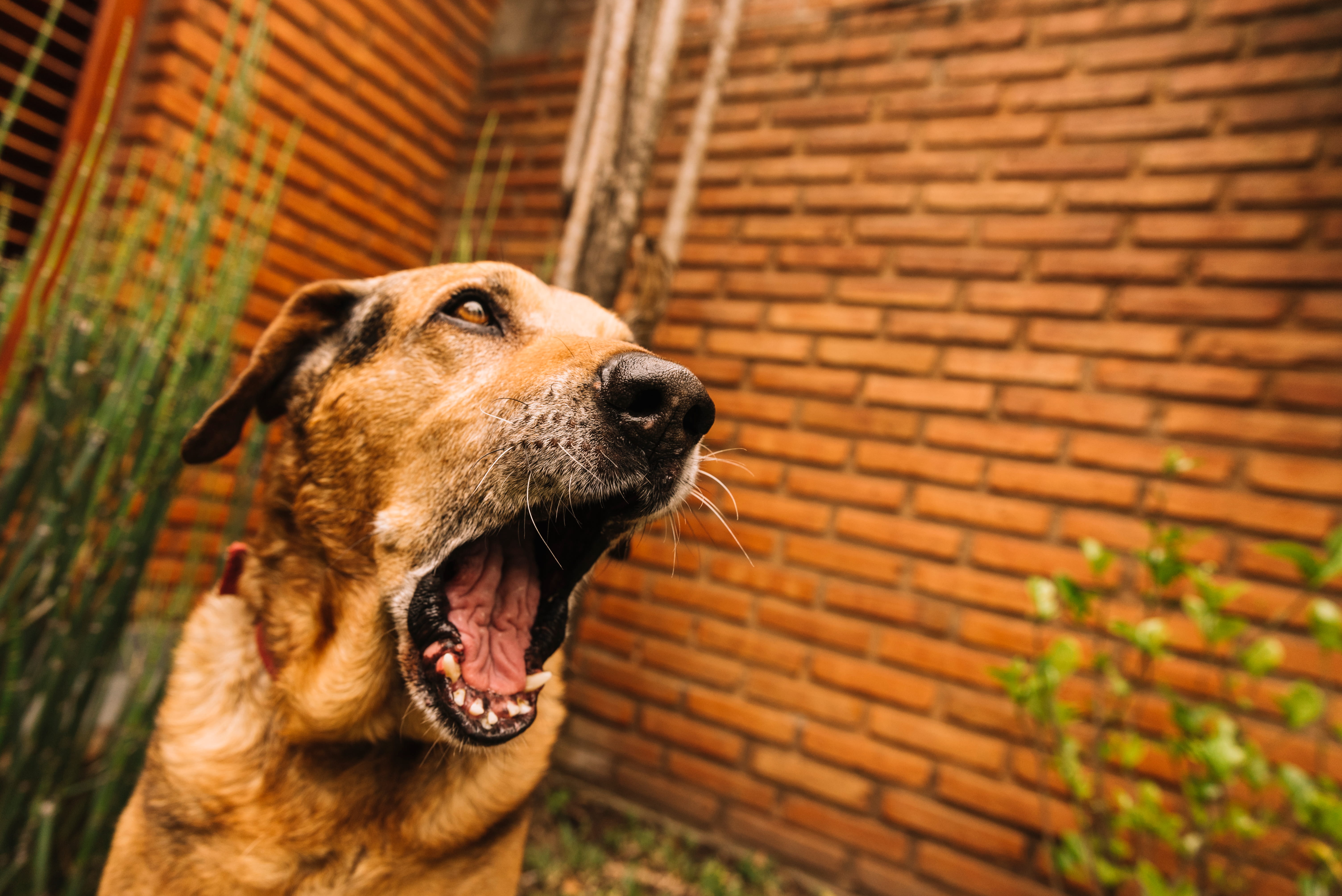 Cães que Uivam Quando Ficam Sozinhos: Entenda a Ansiedade de Separação