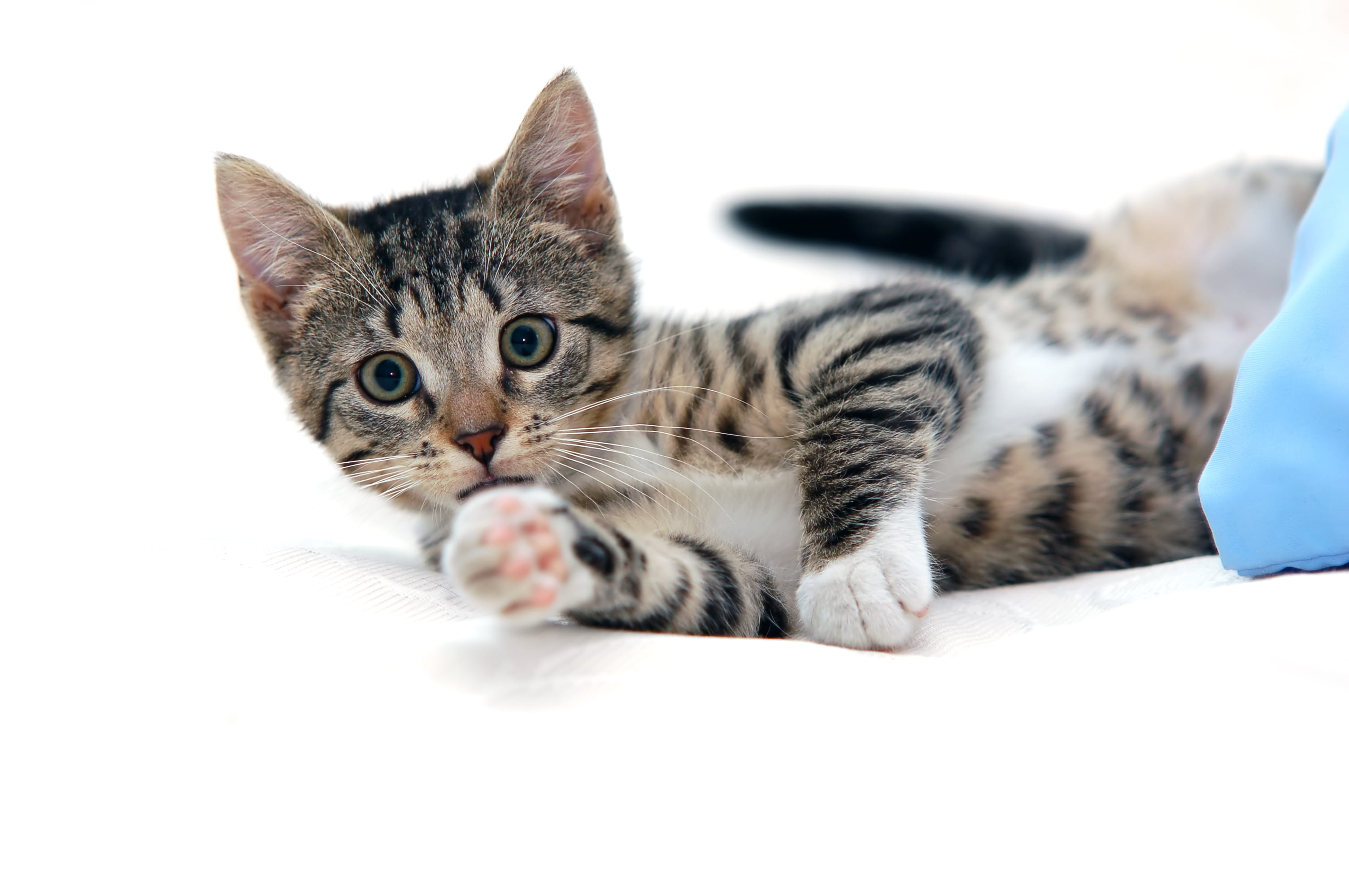 Por Que os Gatos 'Amassam Pãozinho'? O Significado Desse Gesto Fofo