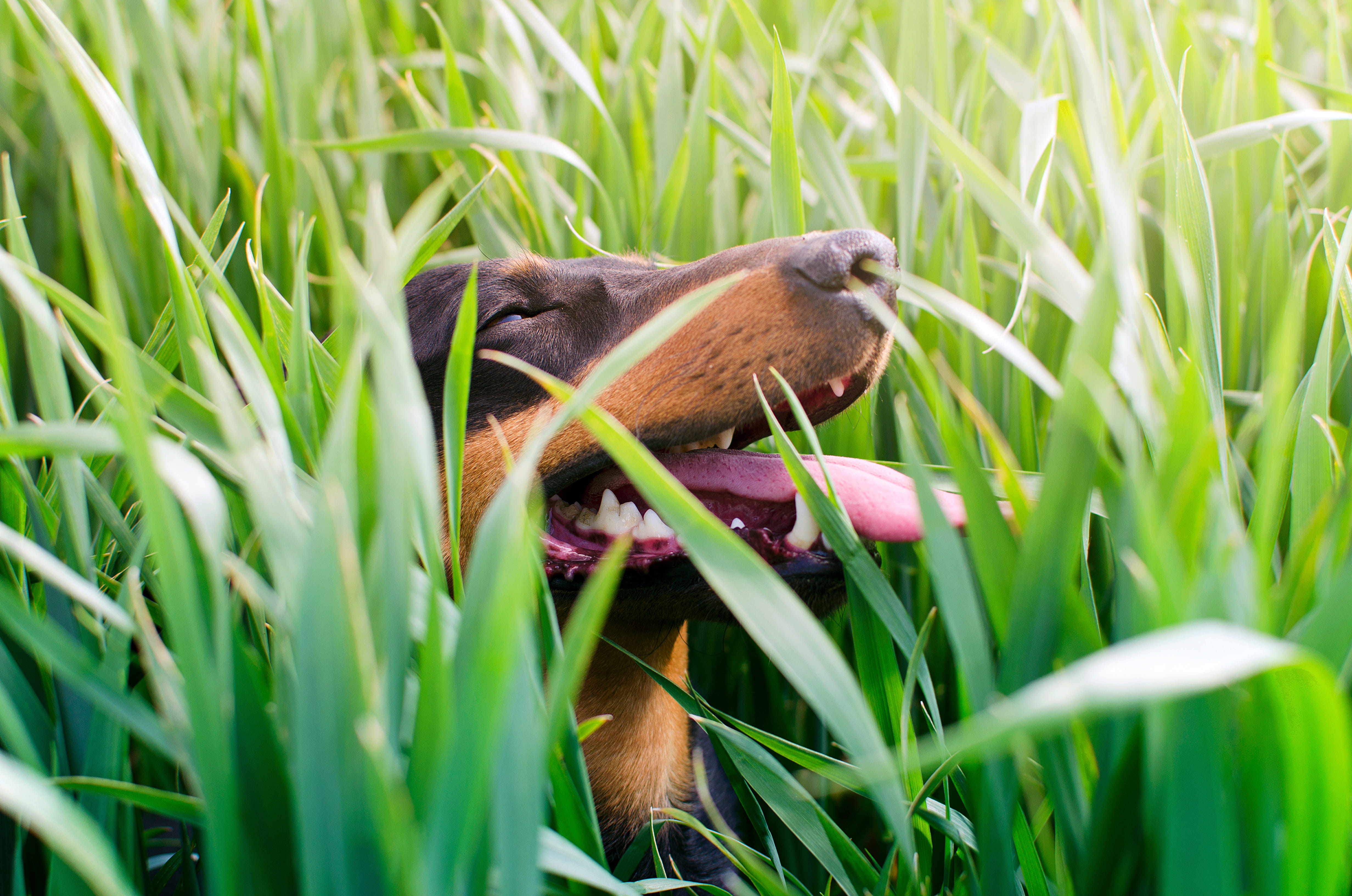 Por Que os Cães Comem Grama? Entenda Esse Comportamento Curioso