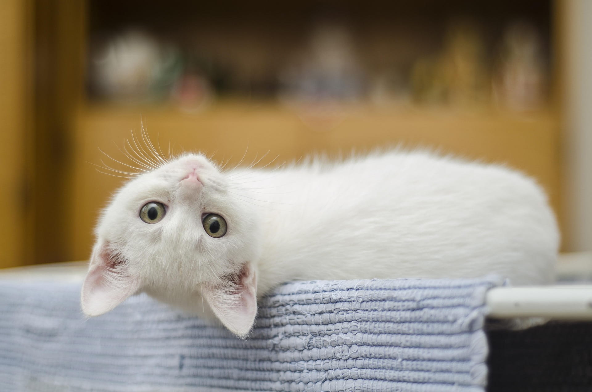 A Importância Vital da Taurina na Dieta dos Gatos
