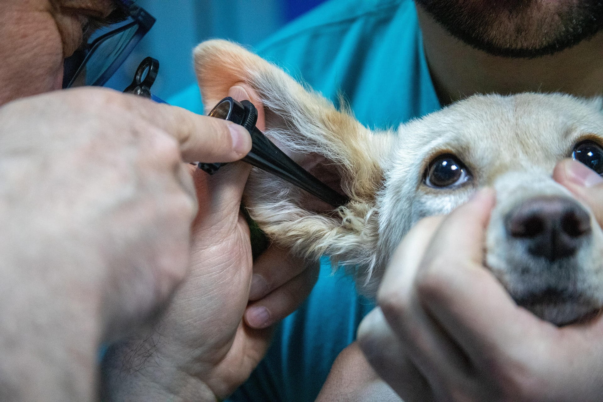 A Importância Vital do Check-up Preventivo Anual para Pets