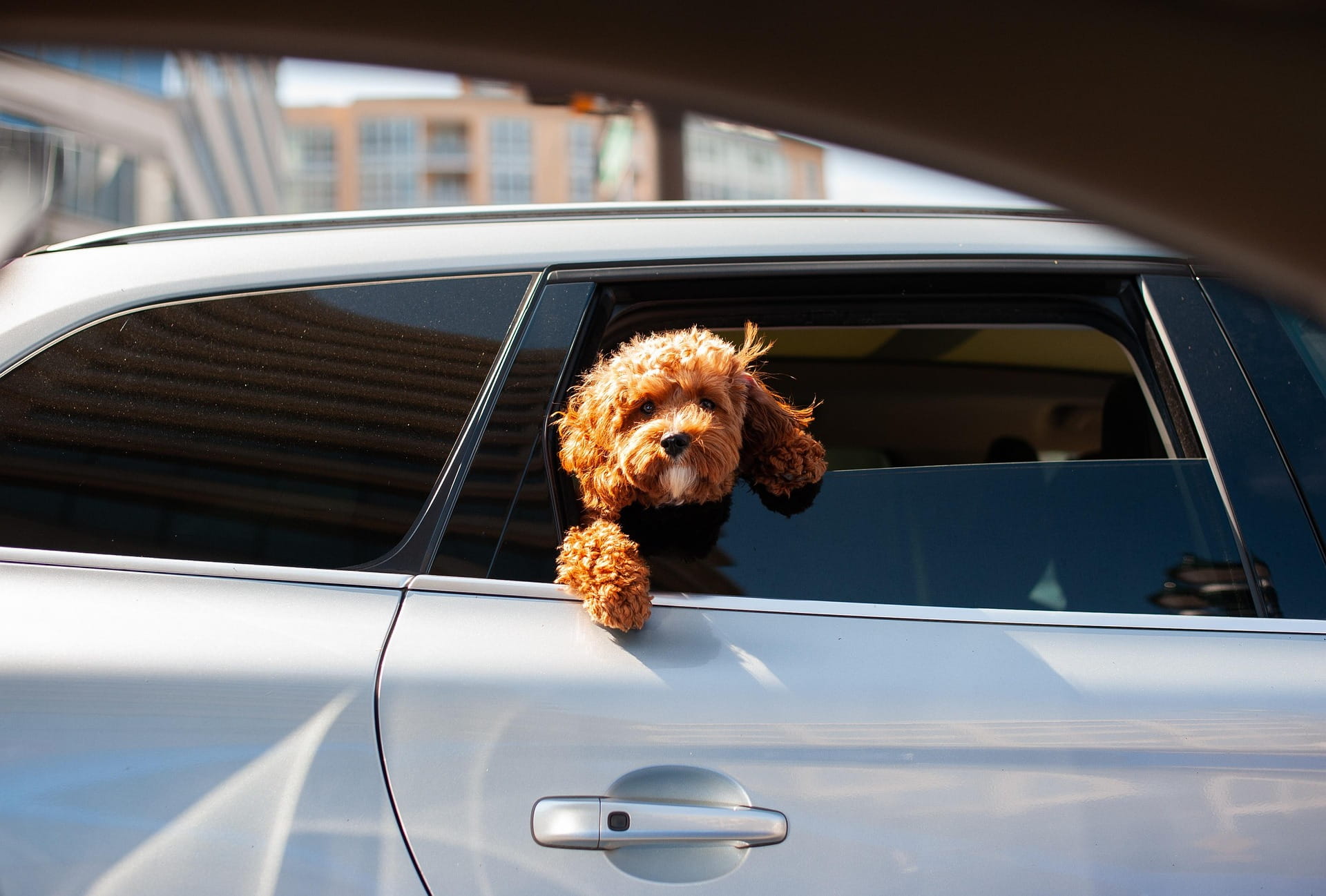 Como Viajar de Carro com Segurança com Seu Pet