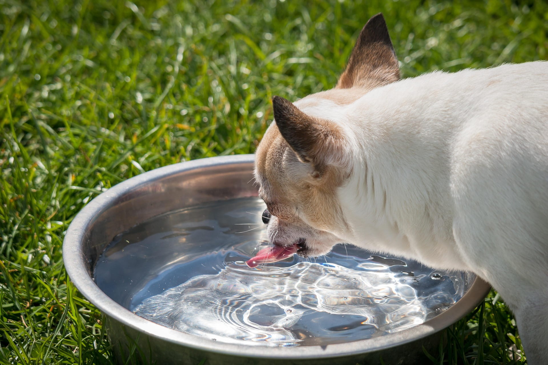 Sinais de Desidratação em Pets e Como Incentivar o Consumo de Água
