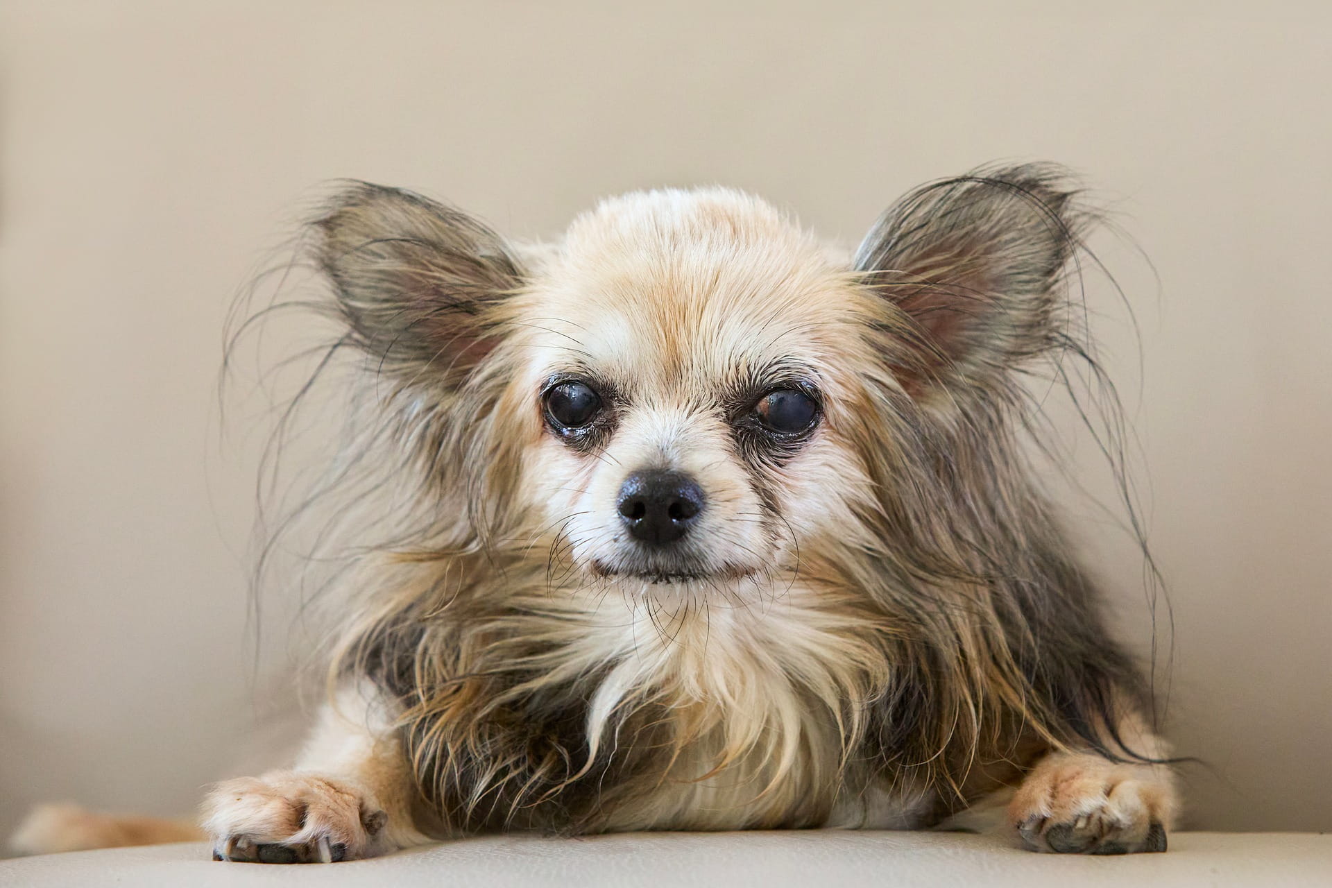Alzheimer Canino: Entendendo a Síndrome da Disfunção Cognitiva