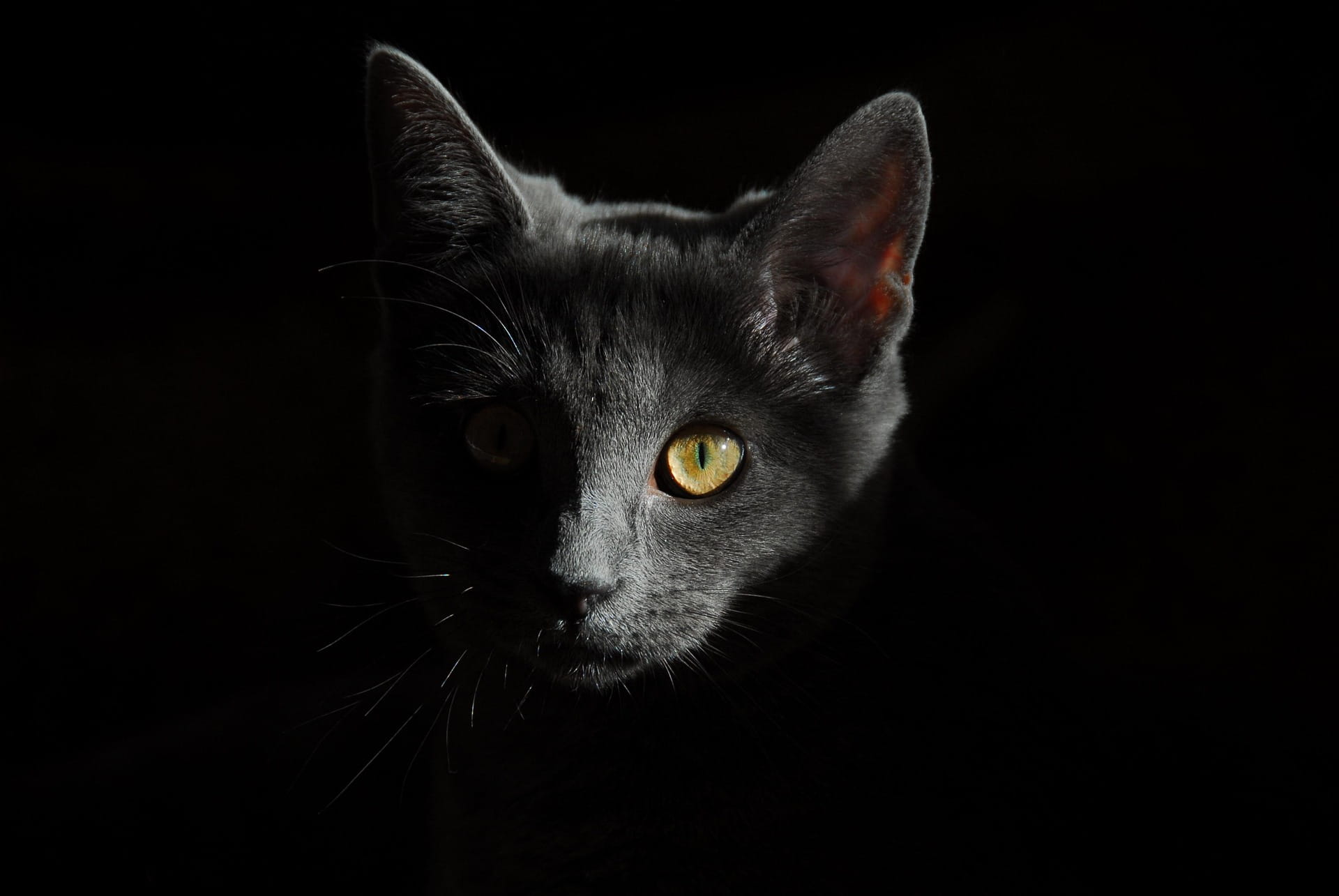 Como Dar Remédio para Gatos: Dicas Práticas para Evitar Arranhões
