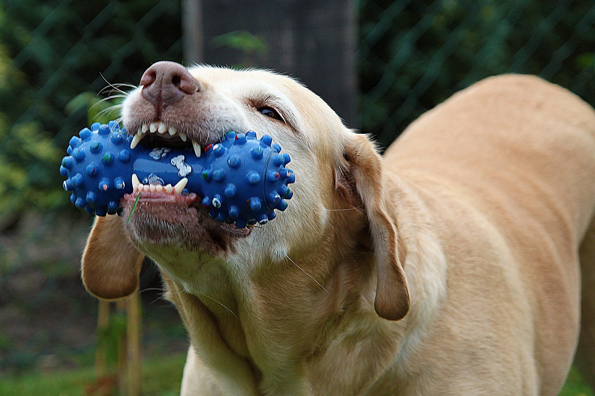 Saúde Bucal Pet: A Importância de Escovar os Dentes do Seu Cachorro e Gato
