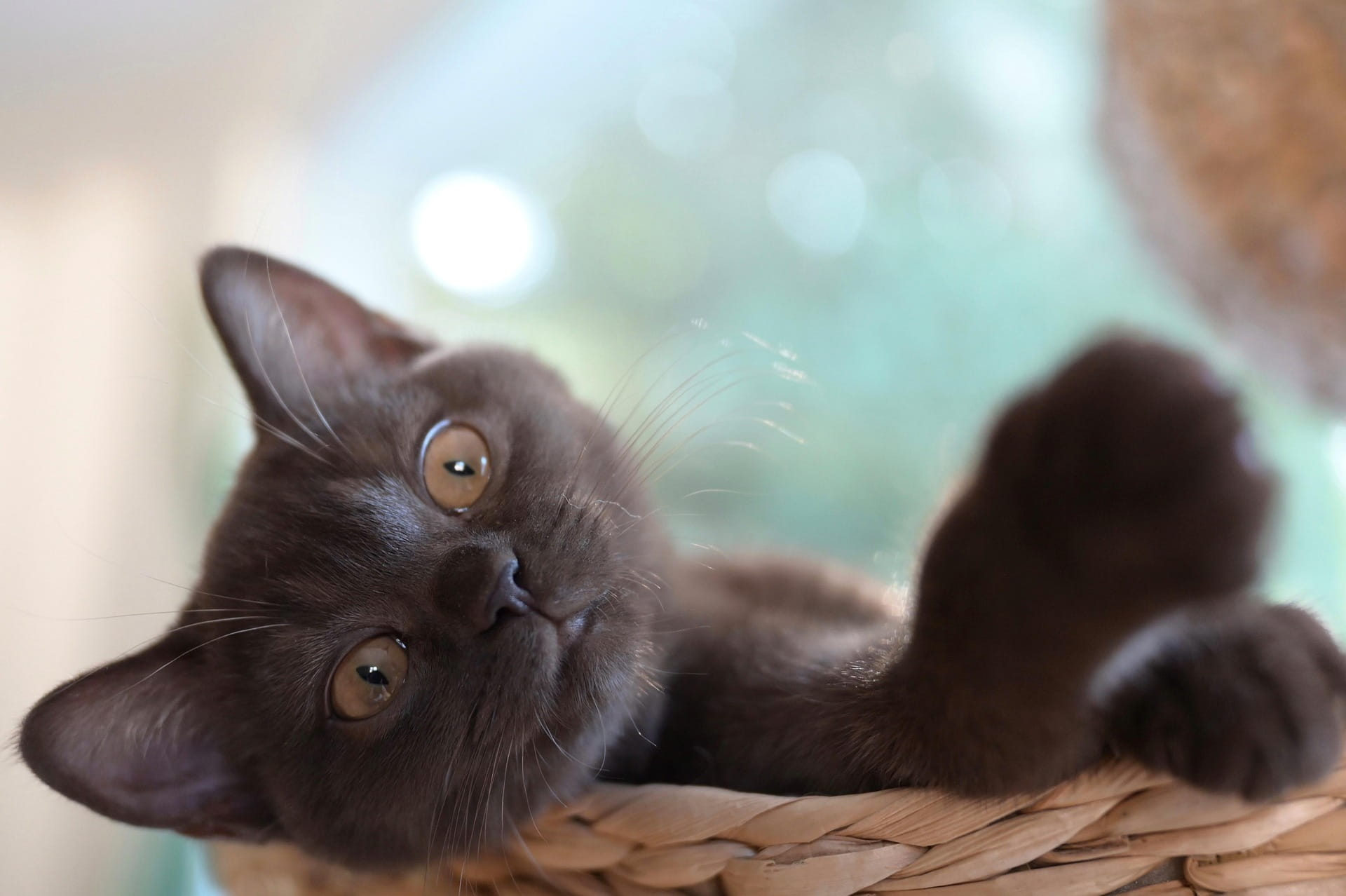 Novo Gato em Casa: Passo a Passo para Uma Adaptação Pacífica