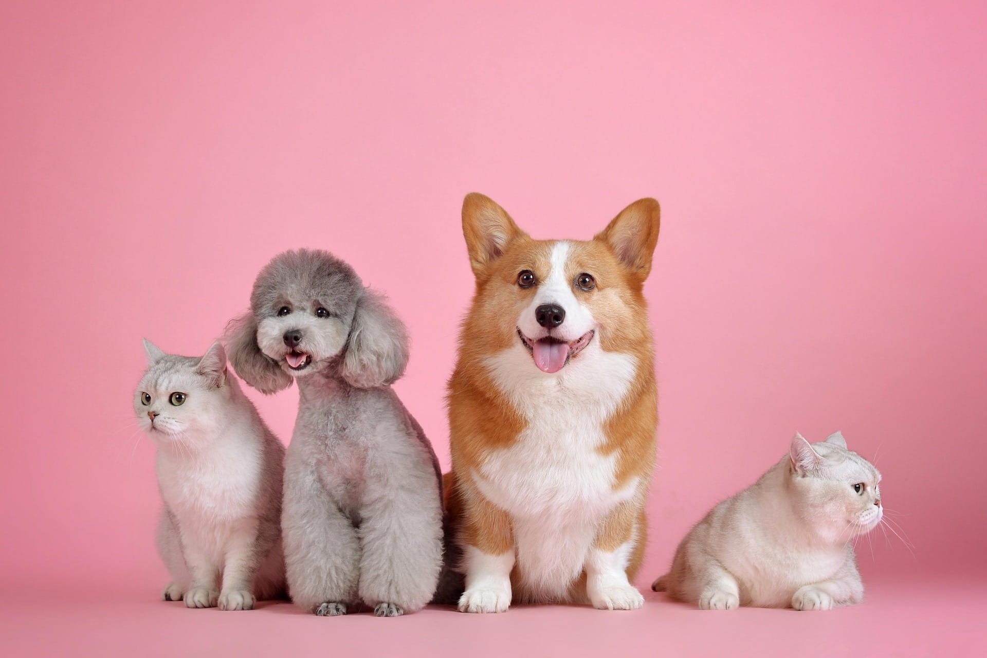 Diabetes em Cães e Gatos: Sinais de Alerta Que Você Não Pode Ignorar