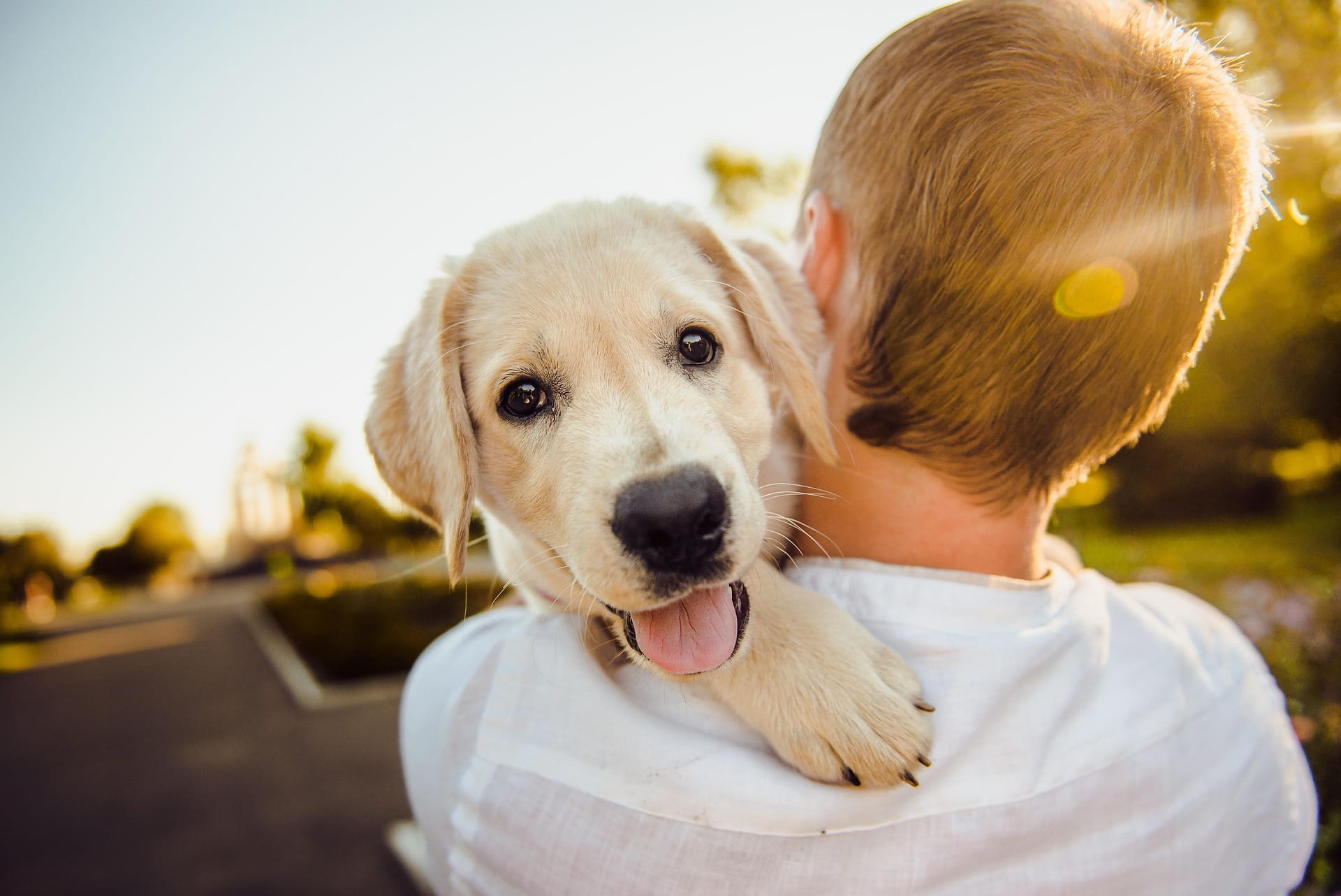 Verme do Coração: Como Proteger Seu Cão da Dirofilariose